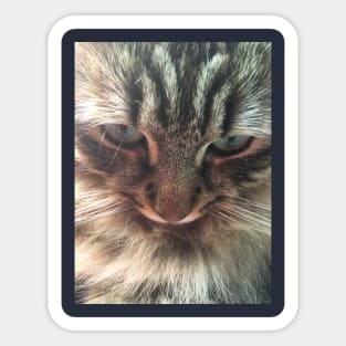 Iggie, The Adorable, Rescued Main Coon Kitten Sticker